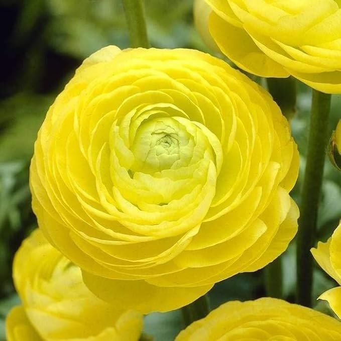 Votaniki Ranunculus Aviv Mix Bulbs - Large, and Showy Blooms, Perennial Ranunculus Flower Bulbs | Perfect for Any Garden - Easy to Grow and Low Maintenance (12 Pack)
