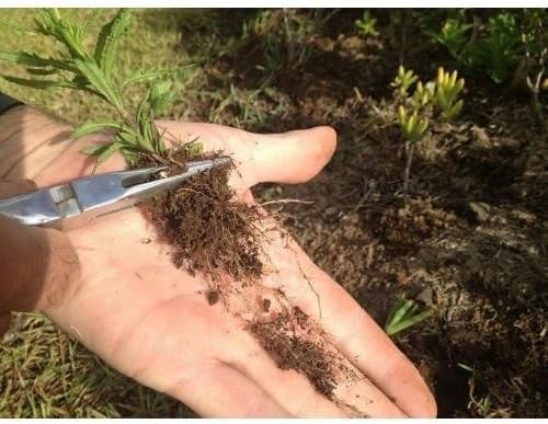 Lawn Jaws Original Shark Tooth Weed Puller Tool – Handheld Root Removal Weeder for Dandelion, Crabgrass & Broadleaf Weeds – Heavy Duty Garden Weeding Tool for Lawn Care, Landscaping & Summer Gardening