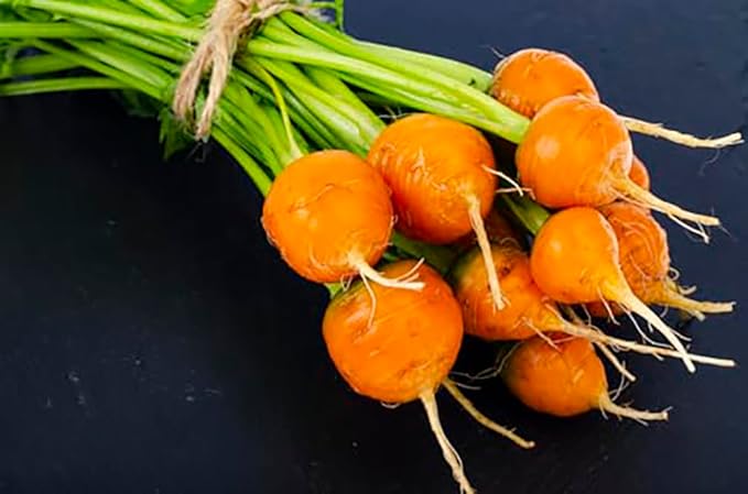 Round Sweet Carrots - A Delicacy - 1000 Seeds - Heirloom Carrot