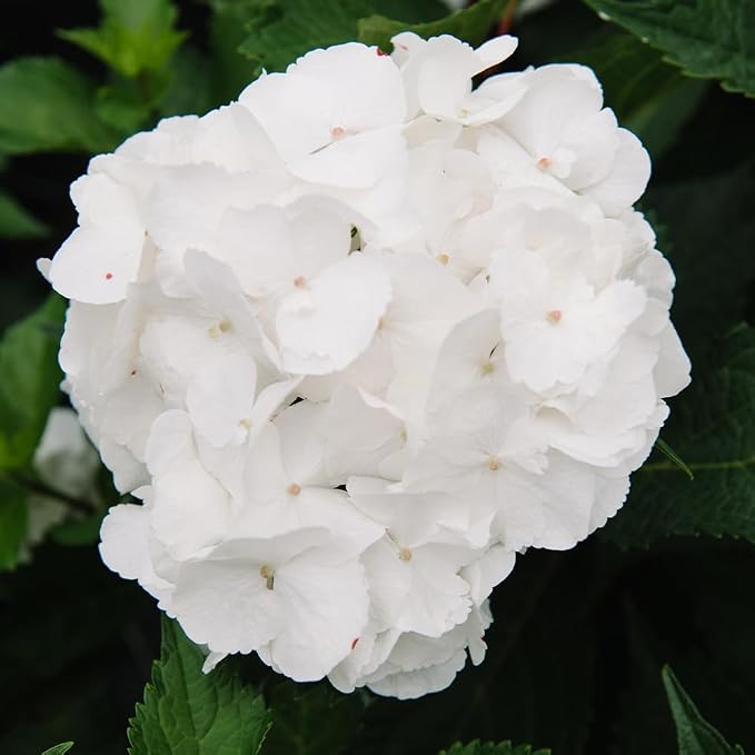 Endless Summer 1 Gal. Dream Cloud Hydrangea Shrub