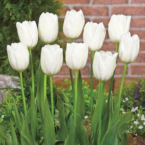 Pre-Chilled Tulip Bulbs – Set of 4 Bulbs | Ready to Force Indoors or Plant Outdoors (White Wedding)