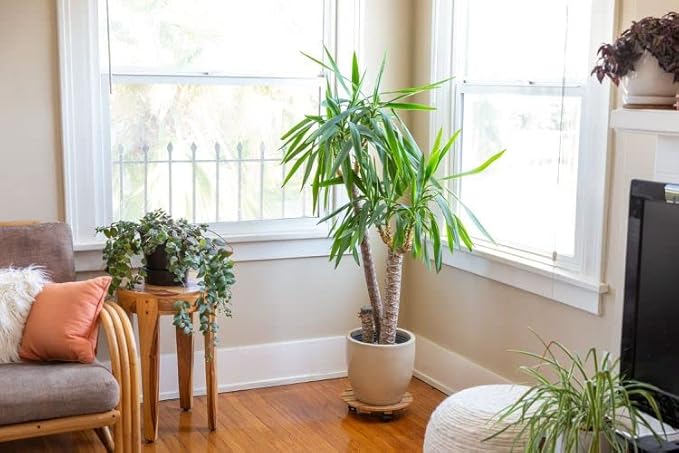 Gardenera's Peace Lily Soil Mix for Thriving Indoor Plants: Hand-Crafted for Optimal Growth [4-Quart Bag]