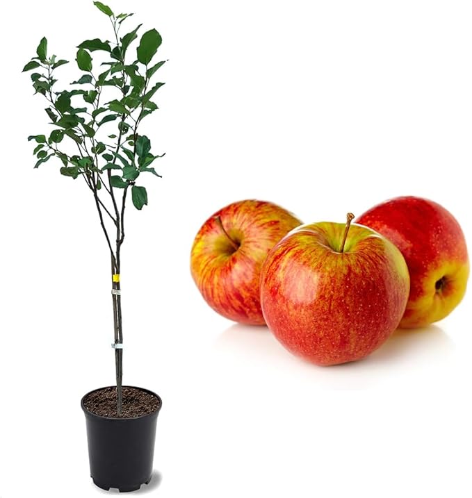 American Plant Exchange Anna Apple Tree, 1 Gallon Pot, 1-2 ft Tall, Live Outdoor Fruiting Plant, Honey Tart Fruit