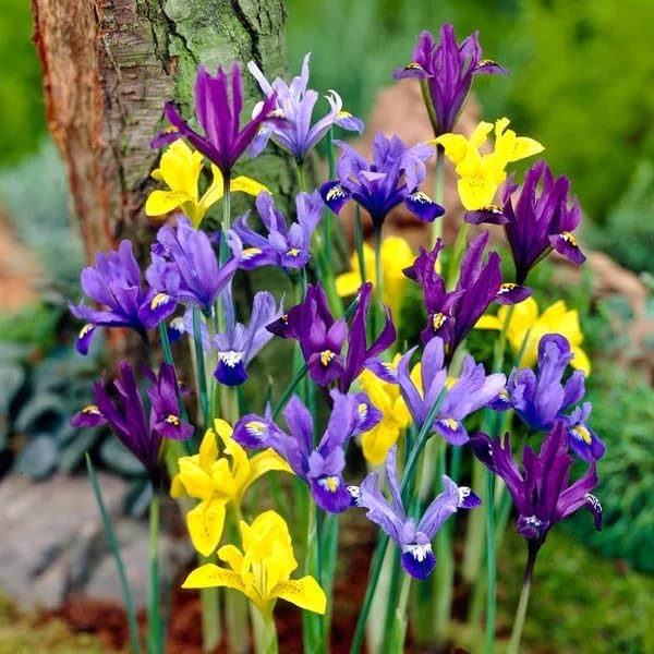 Votaniki Dwarf Specie Iris Mix (Mini Iris) – Perennial & Fragrant Flowering Bulbs, Long Lasting Blooms | Iris Reticulata and Danfordiaea Mix Bulbs for Planting | Easy to Grow (24 Pack)