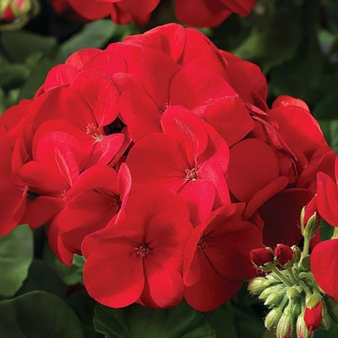 Park Seed Geranium Flowering Plant Seeds, Maverick Scarlet Variety with Large Dark Red-Orange Blooms, Heat and Humidity Tolerant Annual, Pack of 10