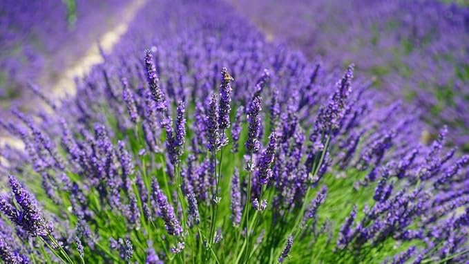 GARDENERA Lavender Soil - Ideal Blend for Thriving and Fragrant Lavender Plants - 3 QUARTS
