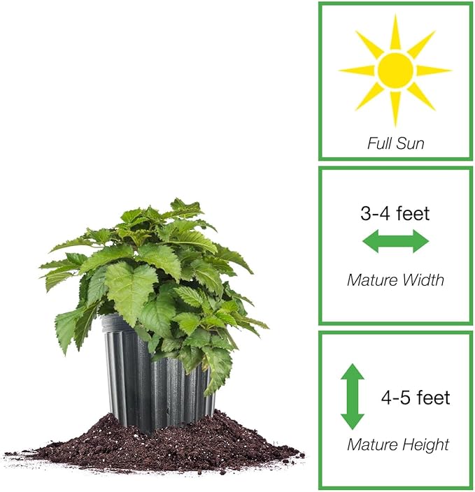Prime-Ark Traveler Thornless BlackBerry in 1 Gallon Grower's Pot | Large Delicious Berries During Summer | Easy to Manage Garden Bushes