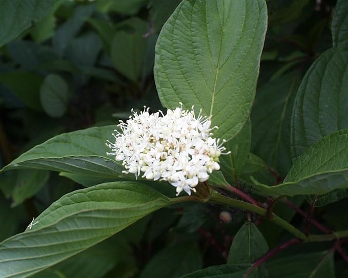 Live Plant from Green Promise Farms - Cornus sericea, Bailey's Red Twig Dogwood #3 Gallon Size Container White Flowers