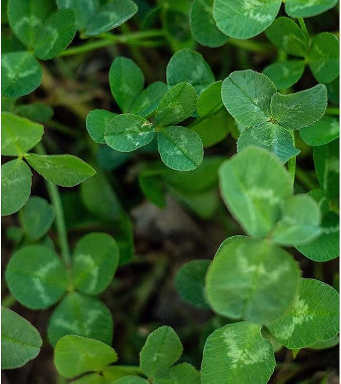 Evolved Harvest Throw & Gro No-Till Forage for Deer - Easy-to-Plant Fast-Growing Food Plot Seeds, 5 Lbs (Pack of 3)
