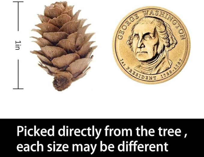 Deloky 150 Pcs Christmas Natural Mini Pine Cones- 2CM Thanksgiving Small Pinecones Ornaments Vase Fillers for DIY Crafts, Home Decorations, Fall and Christmas, Wedding Decor