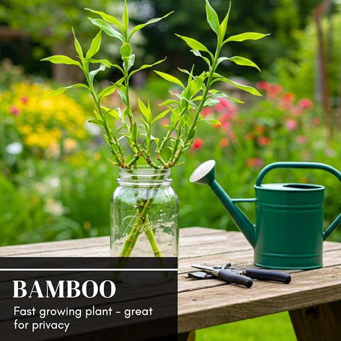 300+ Giant Bamboo Seeds for Planting - Exotic and Fast Growing Windbreak or Privacy Screen - Rapid-Growing Bamboo - Tall, Tropical Style