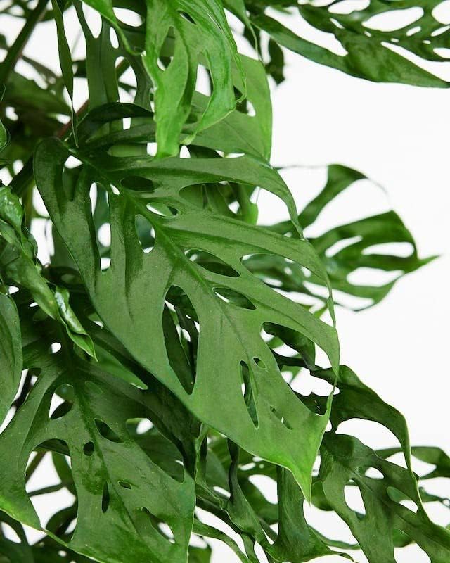 Gardenera Monstera Adansonii Planting Mix: Maximize Aeration, Drainage & Nutrient Holding Capacity - 5 Quart Bag
