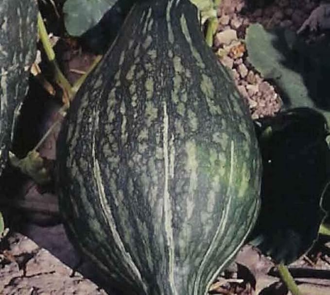 Squash Green Hubbard Garden Heirloom Vegetable Seeds by Seed Kingdom (15 Seeds)