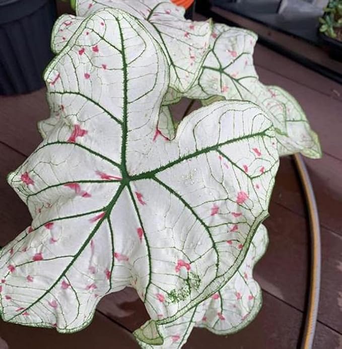 3 Cranberry Star Caladium Bulbs - Fancy Leaf Caladium - 3 Caladium Roots