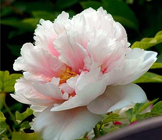 60 Peony Seeds Fragrant Mixed Purple Pink Rose red White Moutan Shrub Large Blooms Paeonia suffruticosa