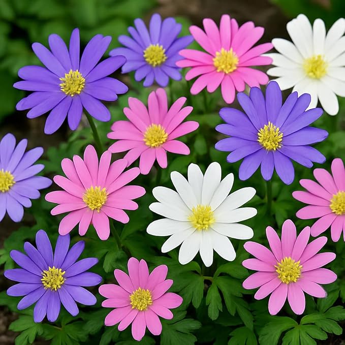 Blanda Anemone Mixture - Pastel Colored Anemone Bulbs to Grow Your Own - Spring Flowers for Planting (50 Bulbs)