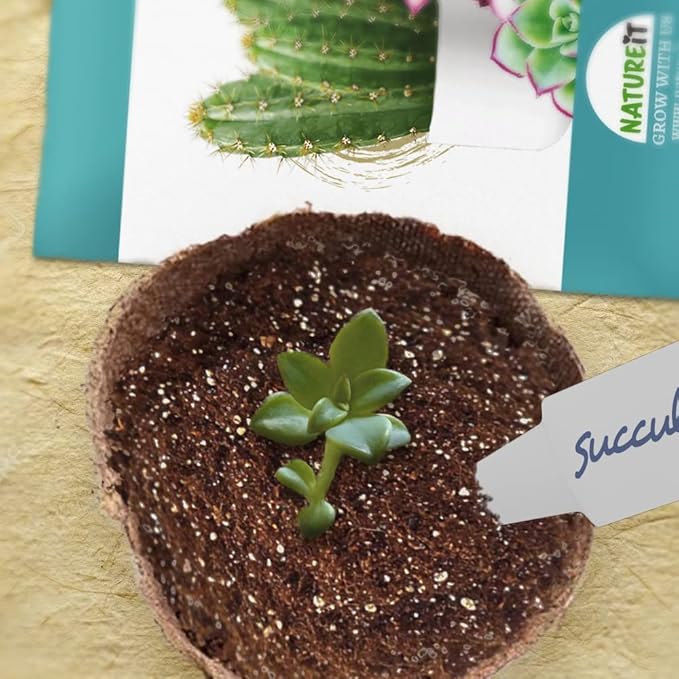 Cactus & Succulents Seed Starter Kit. Everything Needed to Grow an Amazing Assortment of Cactus & Succulents. Perfect for Plant Lovers and Gardener mom. Unusual Housewarming Gift