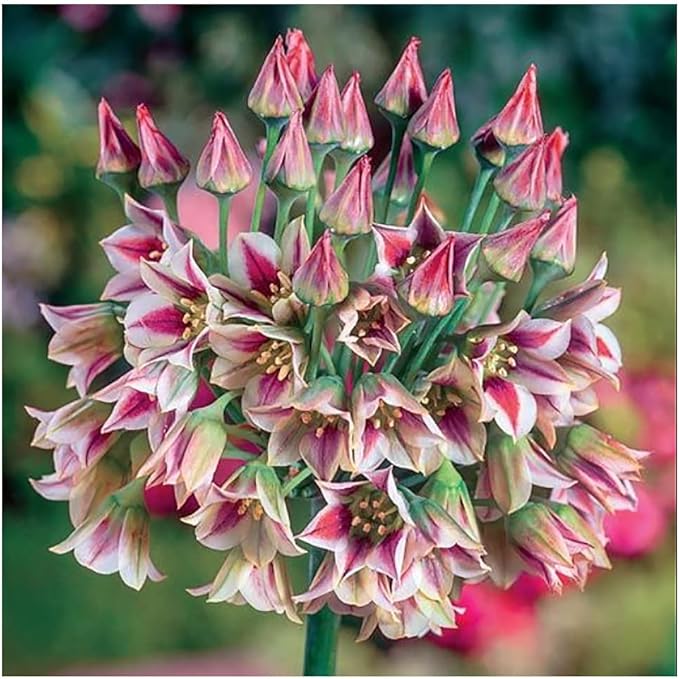 Sicilian Honey Lily Bulb - 1 Bulb - Beautiful Flower!