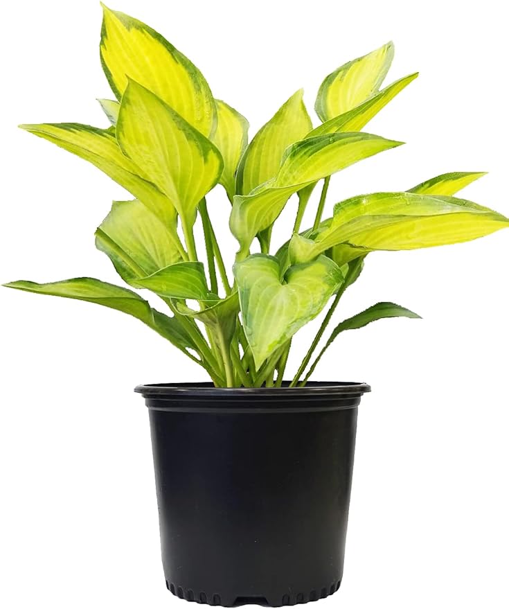 Hosta 'Paul's Glory' (Hosta) Perennial, 1 - Size Container