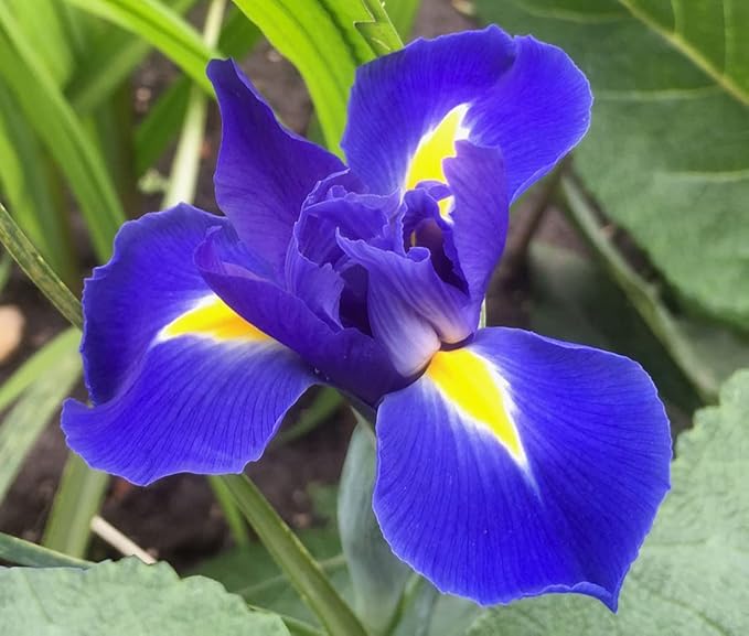 Blue Magic Dutch Iris Bulbs - Perfect Cut Flower Variety, Blue Magic Iris Bulbs for Planting - Sweet Fragrance Iris Flowering Plant (20 Pack)