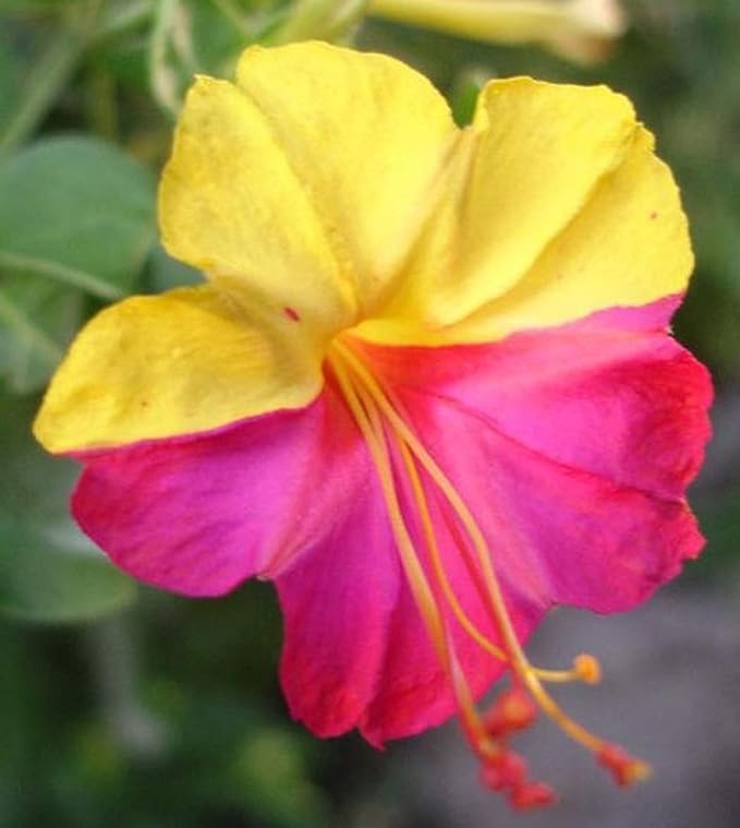 UtopiaSeeds Broken Colors Four O'Clock Seeds - Mirabilis Jalapa - Heat and Drought Tolerant Flowers