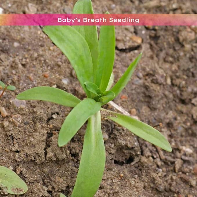 Baby’s Breath Seeds - 2300 Seeds