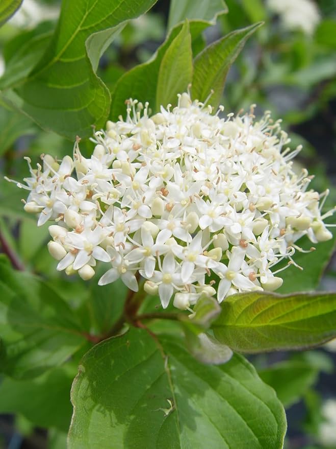 Live Plant from Green Promise Farms - Cornus sericea, Bailey's Red Twig Dogwood #3 Gallon Size Container White Flowers