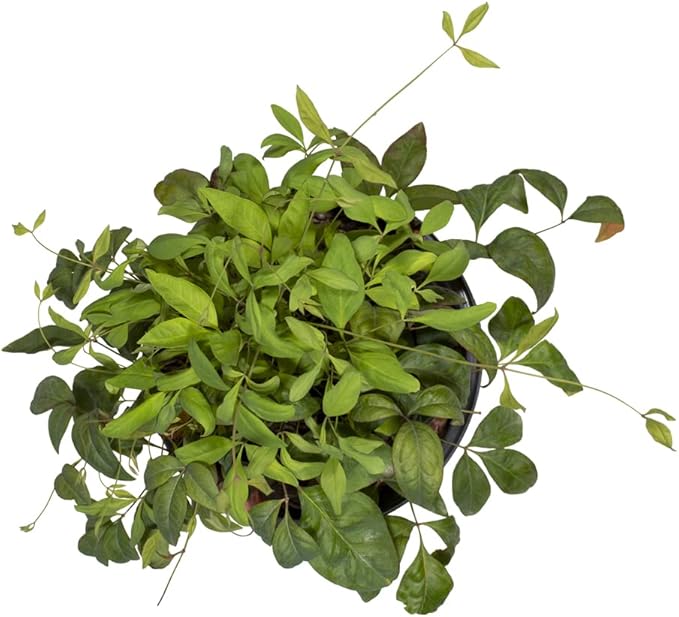 Nandina Domestica Heavenly Bamboo Plant Live, Nandina Plant Outdoor Plants Live Flowering Shrubs, Indoor Plants Live Houseplants, Live Plants Outdoor Garden Edging Colorful Shrubs by Plants for Pets