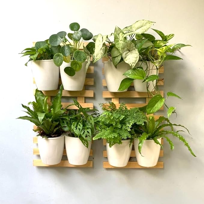 ShopLaLa Wall Planter (60cm, 2 Pack) Wooden Hanging Ladder Planters with Clear Paint Finish, Wall Mount Plant Stand for Indoor Plants, Outdoor Vertical Garden, Herbs Orchid Display, Balcony Home Decor