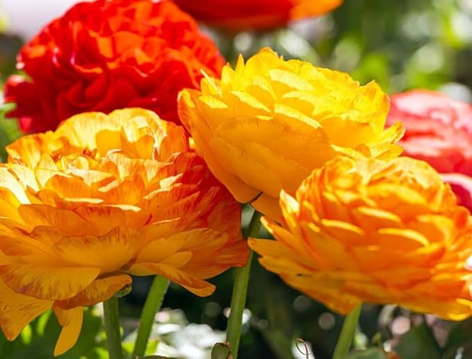 Mixed Peony Ranunculus Bulbs- Persian Buttercup -10 Corms Bulbs Flowering Blooms Perennial Bulbous Root Garden Plant (Mixed Color)