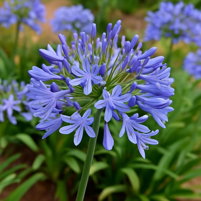 50 Lily of The Nile Seeds for Planting - Agapanthus Blue