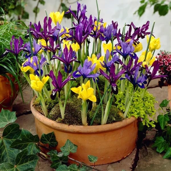 Votaniki Dwarf Specie Iris Mix (Mini Iris) – Perennial & Fragrant Flowering Bulbs, Long Lasting Blooms | Iris Reticulata and Danfordiaea Mix Bulbs for Planting | Easy to Grow (24 Pack)