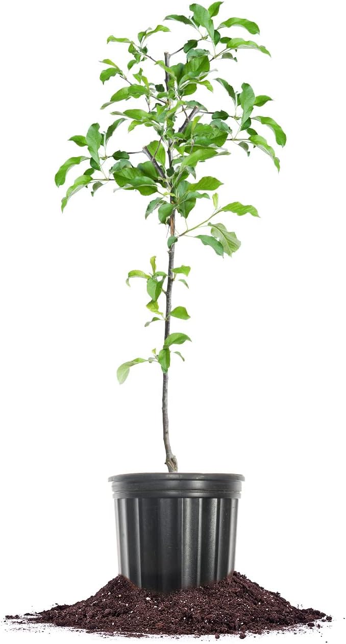 Perfect Plants Granny Smith Apple Tree 4-5ft Tall | Live Fruit Trees for Outdoor Planting | Fresh Apples for Eating, Canning, & Dehydrating | Sweet & Tasty Green Fruits Ripen in Fall