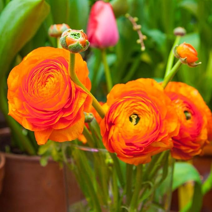 12 Orange French Peony Ranunculus Corms