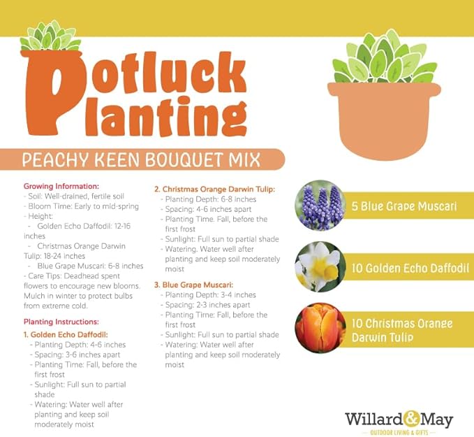 All-in-One Flower Garden Kit - 25 Flower Bulbs Per Box - Potluck Planting Peachy Keen Bouquet Mix - Daffodil, Tulip, Muscari - Fragrant - Naturalizing - Live Outdoor Garden - Easy to Plant Flowers