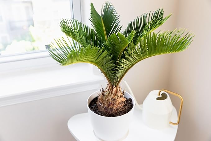 Gardenera SOGO Palm Potting Mix - Promote Strong Roots and Captivating Elegance with Our Premium Blend - 4 Quart