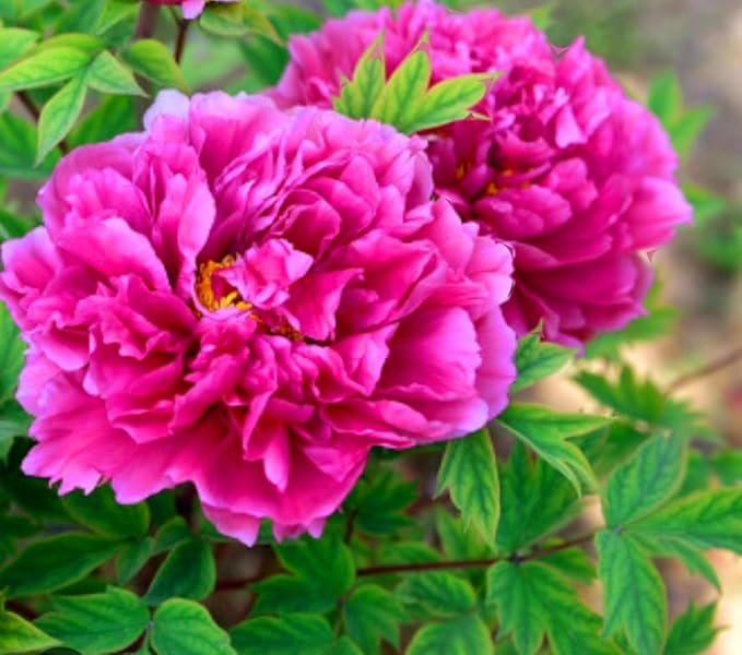 60 Peony Seeds Fragrant Mixed Purple Pink Rose red White Moutan Shrub Large Blooms Paeonia suffruticosa