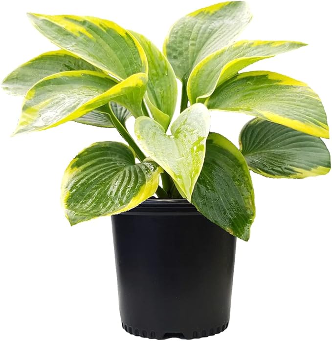 Hosta 'Frances Williams' (Hosta) Perennial, blue-green foliage with gold edge, 1 - Size Container
