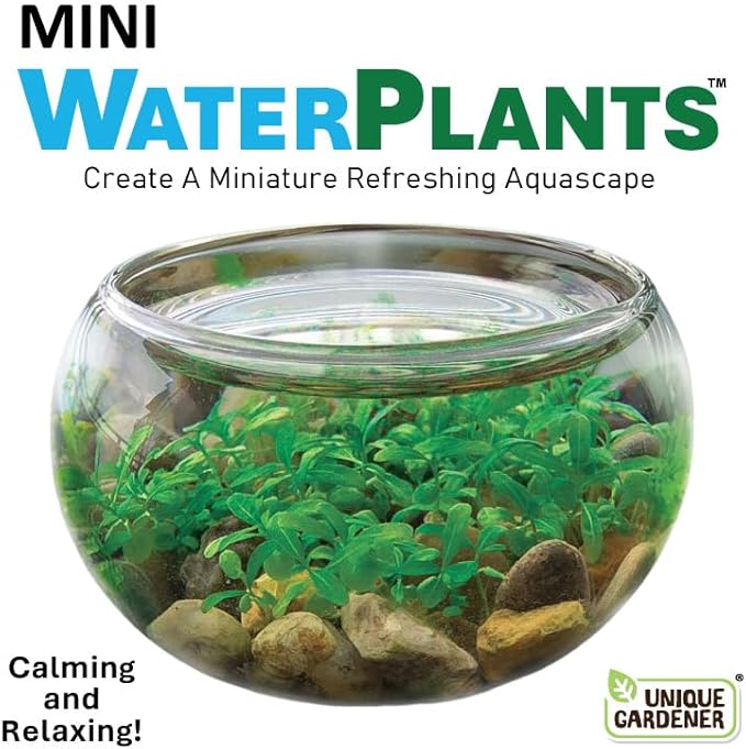 Mini WaterPlants - Create Your Own Soothing Aquasacape Starter Kit, Indoor Plant Glass Globe Terrariums with Complete Supplies, Just Add Water!