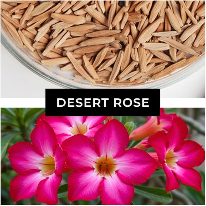 50 Seeds Adenium Obesum Seeds (Desert Rose) – Grow Exotic Caudex Succulent Flowering Plant for Indoor Bonsai or Outdoor Patio – Drought Tolerant, Pink Blooming Ornamental Plant for Containers