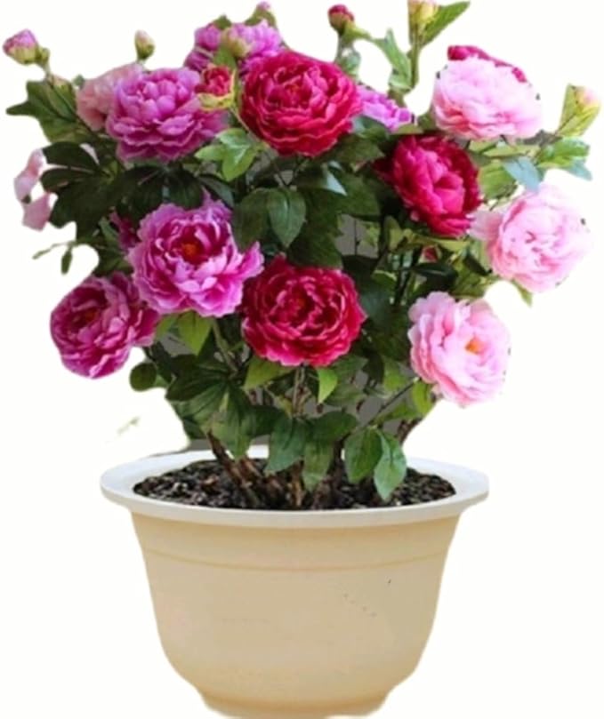 60 Peony Seeds Fragrant Mixed Purple Pink Rose red White Moutan Shrub Large Blooms Paeonia suffruticosa