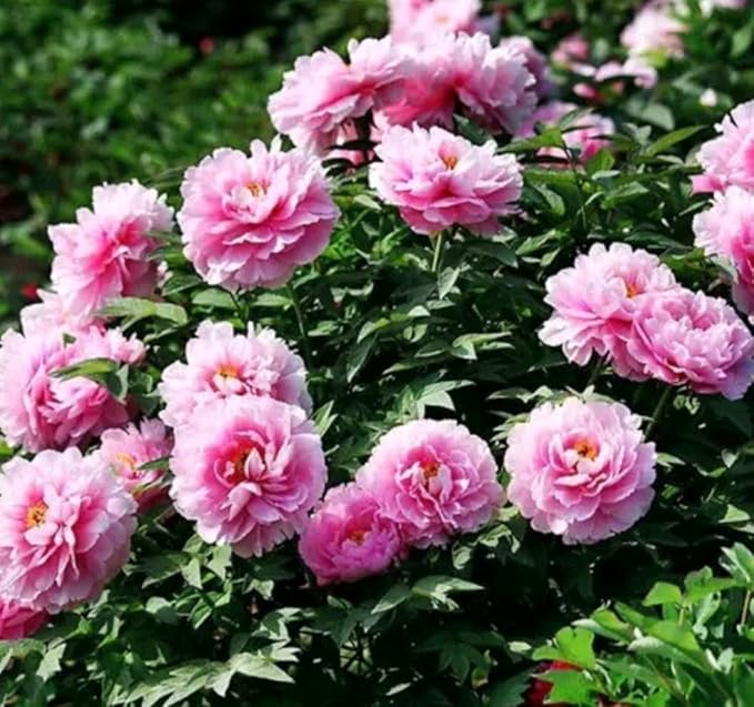 60 Peony Seeds Fragrant Mixed Purple Pink Rose red White Moutan Shrub Large Blooms Paeonia suffruticosa