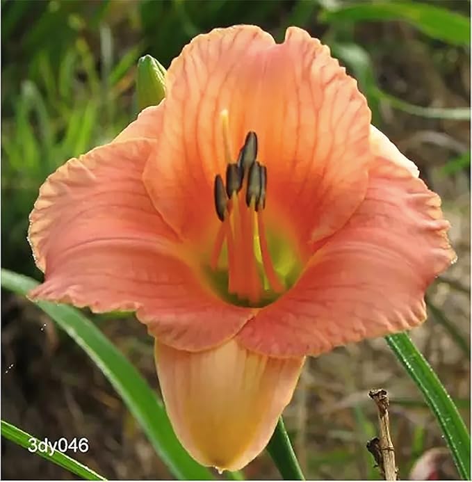 Pink Daylily - Bare Root Plant, Hardy Perennial for Zone 4, Delicate Pink Blooms, Low Maintenance, Ideal for Full Sun or Partial Shade, Perfect for Garden Borders & Landscapes