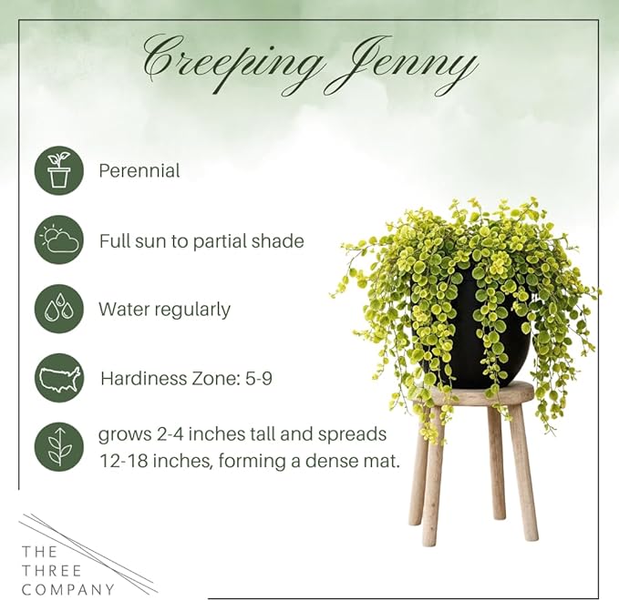 Creeping Jenny Live Plant (Lysimachia nummularia) - 2 Plants Per Pack - Healthy Trailing Perennial - Beautiful Accent Plant - 6" Tall by 4" Wide in 1 Pt Pot