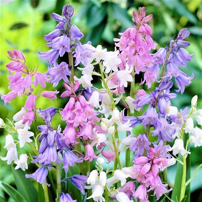 Votaniki Spanish Bluebell Mixture - Perennial Spanish Bluebells (Wood Hyacinth) Bulbs for Planting | Spring Flowering Bulbs, Bell Shaped Flowers - Easy to Grow (50 Pack)