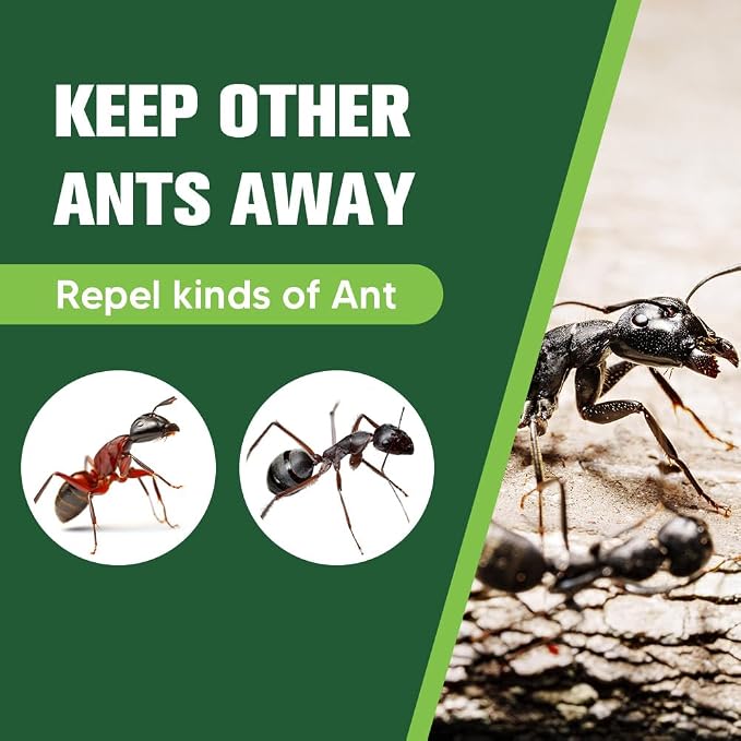 Keep Ants Away Indoor Pet Safe, Get Rid of Ant, Keeps Ants Away from Kitchen/Pantry/Entry Areas, Easy to Use- 6P