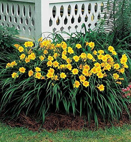 AMERICAN PLANT EXCHANGE Stella De Oro Daylily 1 Gallon Live Plant, 6" Pot, Yellow Blooms