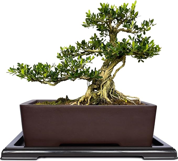 MUZHI Unglazed Zisha Bonsai Pot with Humidity Tray, Rectangle Bonsai Tree Planter with Drainage for Ficus, Succulent etc. (Classic Rectangle)