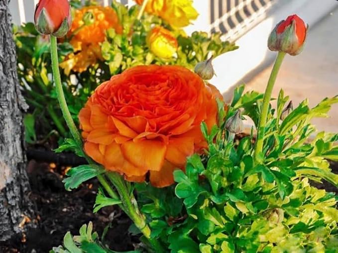 10pcs Ranunculus Bulbs Fall Planting for Spring Blooms Easily Grown Flower Bulbs (Picotee Orange)