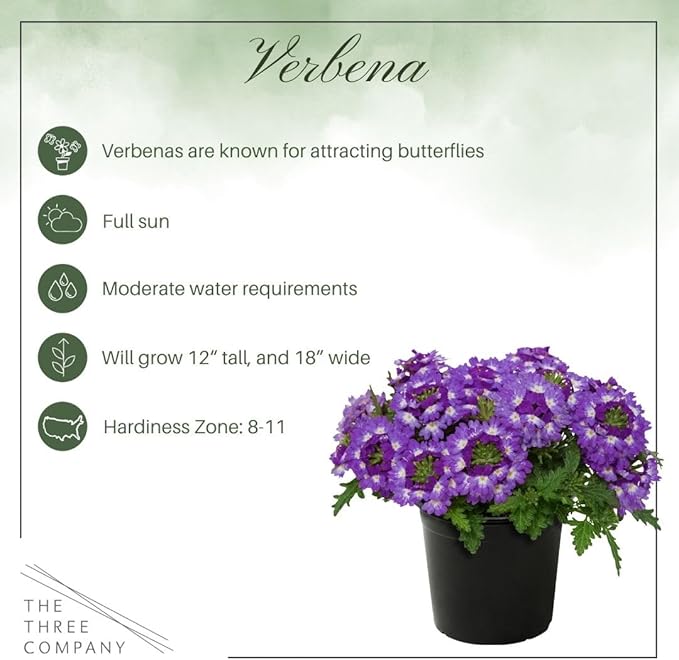 Live Flowering Verbena - Purple Bicolor (2 Plants Per Pack) - Healthy Flowering Plant - Beautiful Spring Color - 10" Tall by 5" Wide in 1Qt Pot